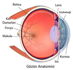 Cấu trúc của mắt là gì?