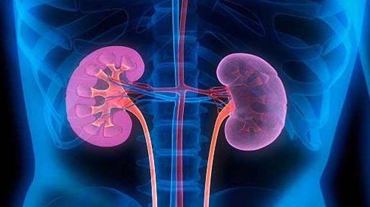 ¿Cuál es la función de los riñones? ¿Dónde está el riñón en el cuerpo y cuáles son sus características?