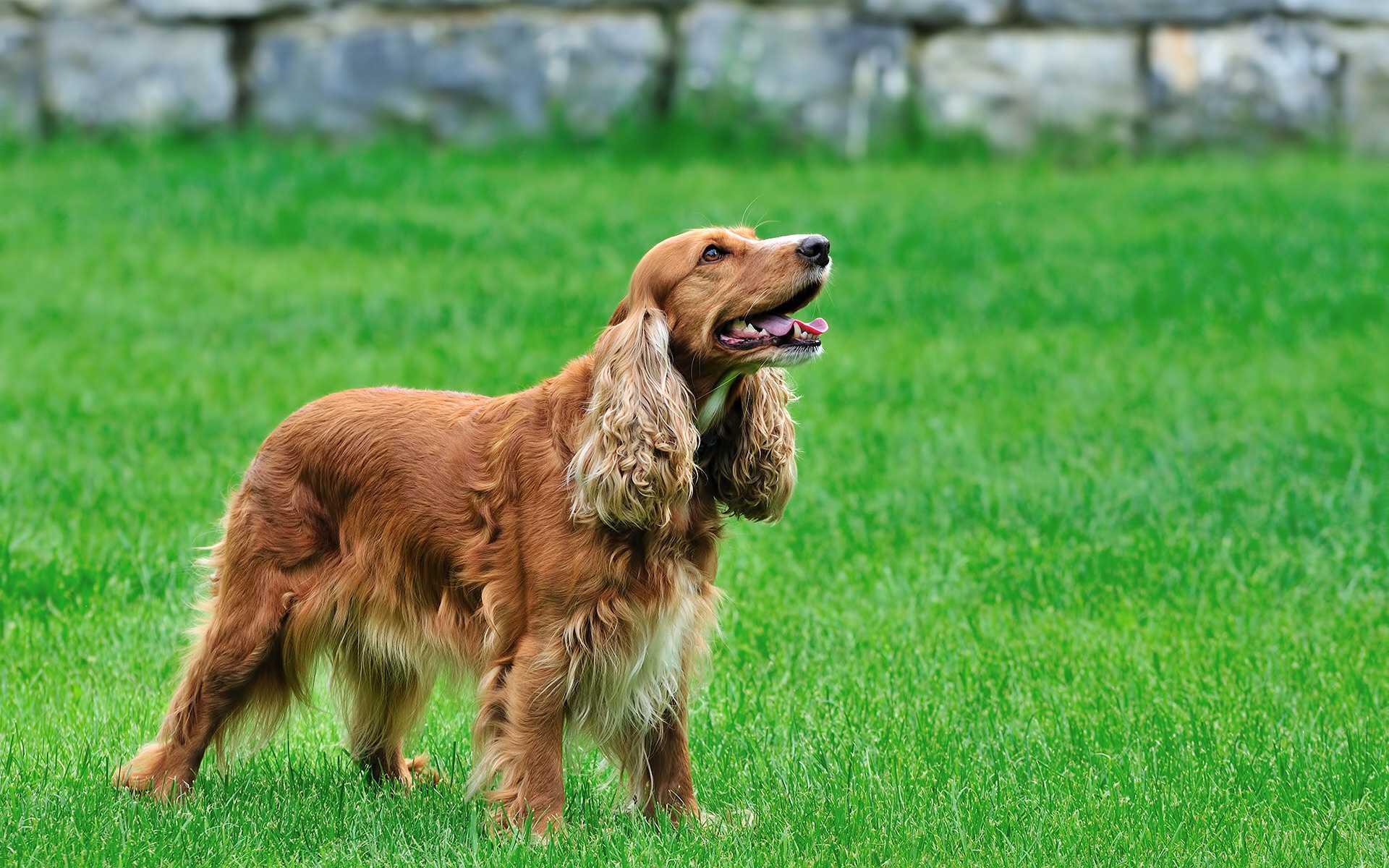 Aké sú vlastnosti kokerského psa? Informácie o plemene anglický kokeršpaniel