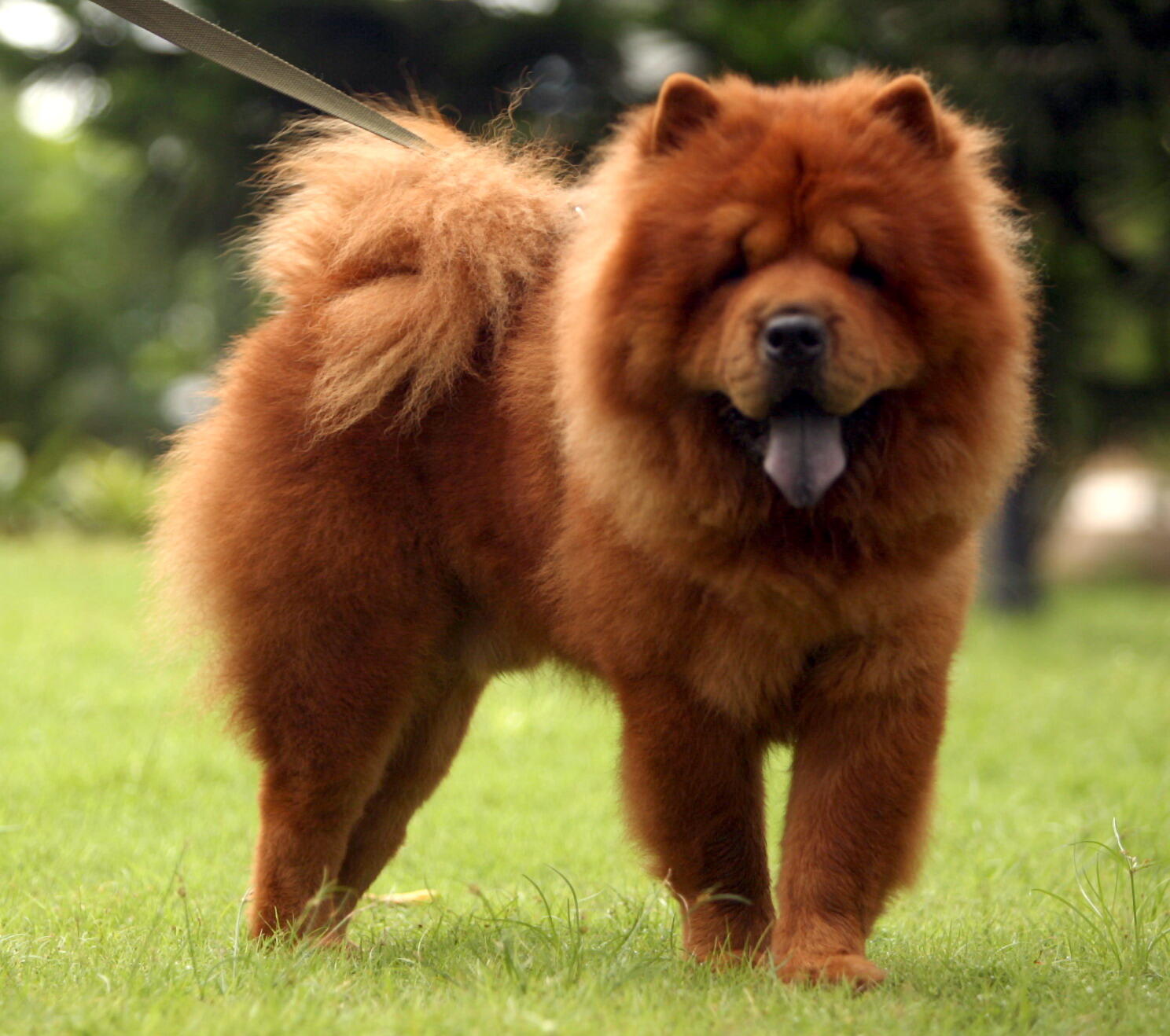 Quelles sont les caractéristiques du chien lion chinois ? Informations sur la race Chow Chow