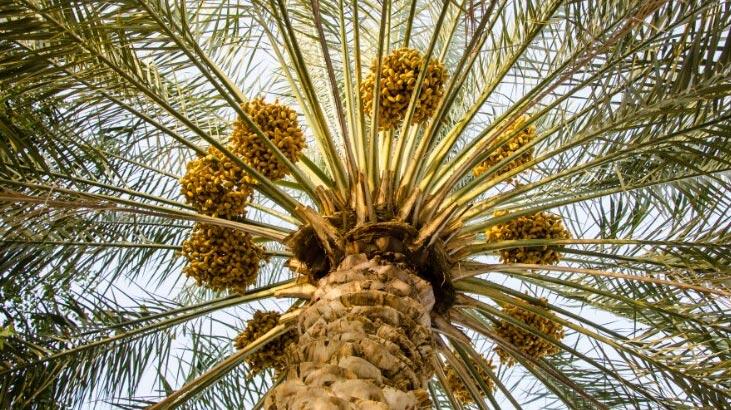 Care sunt caracteristicile palmierului curmal, cum este cultivat?