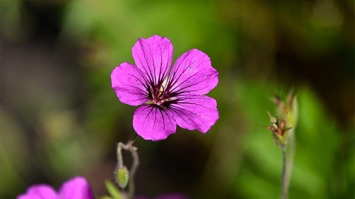 Cvet geranijuma: značenje, karakteristike i prednosti Kako se brinuti?