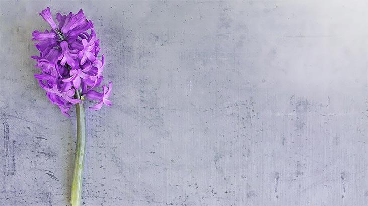 Cvet zumbula: značenje, karakteristike i prednosti Kako se brinuti?