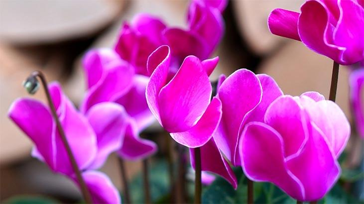 Floarea ciclamenului: care sunt semnificația, caracteristicile și beneficiile ei? Cum să ai grijă?