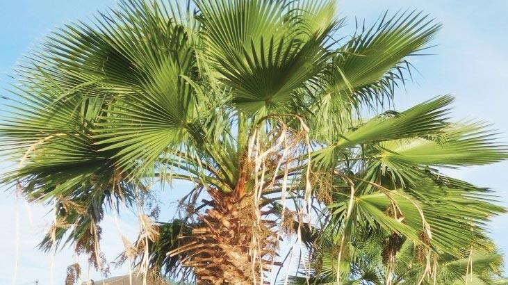 Was sind die Eigenschaften der Palme, wie wird sie angebaut?