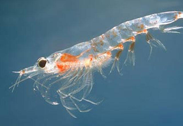 Beneficiile uleiului de krill
