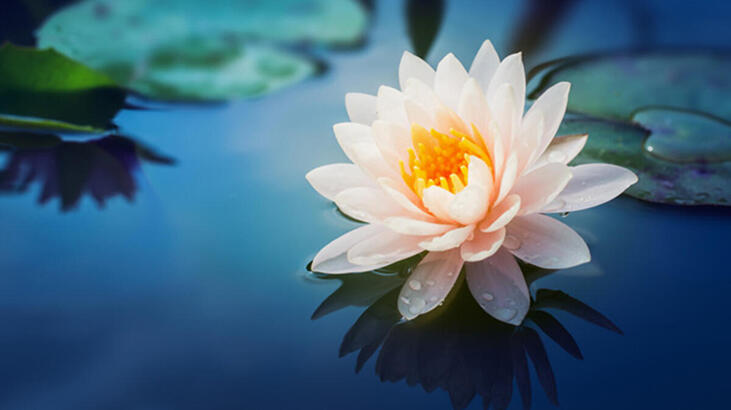 Floarea de lotus: semnificație, caracteristici și beneficii Cum să ai grijă?
