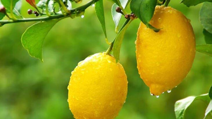 Hvad er kendetegnene ved Lemon Tree? Hvordan plejer man?