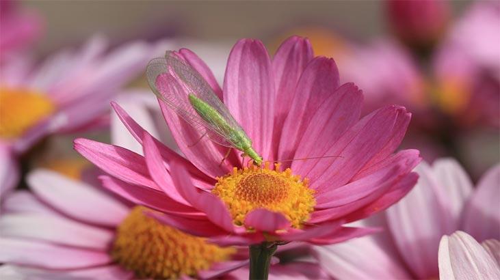 Fleur de chrysanthème : signification, caractéristiques et avantages Comment prendre soin ?