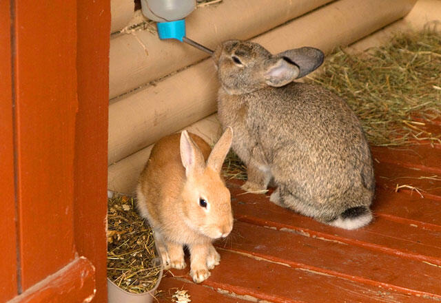 Îngrijirea iepurilor și antrenament la toaletă