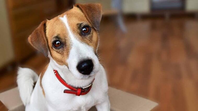 Aké sú vlastnosti psa Jack Russell? Informácie o šteniatku plemena Jack Russell Terrier