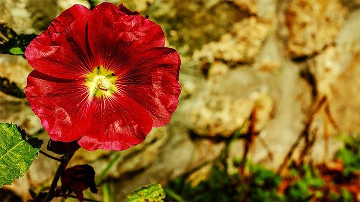 Floarea de bujor: care sunt semnificația, proprietățile și beneficiile ei? Cum să ai grijă?