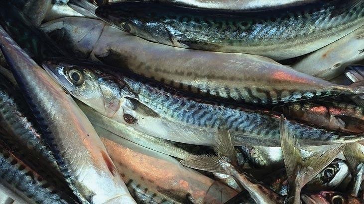 Hvordan marinere makrellfisk? Måter å tilberede makrell i form av fileter
