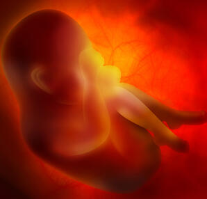 Die Stadien der Geburt eines Babys...