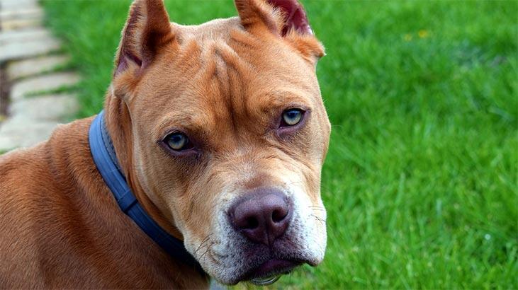 Kokie yra Pitbull šunų bruožai? Informacija apie Amerikos pitbulterjerų veislės šuniuką