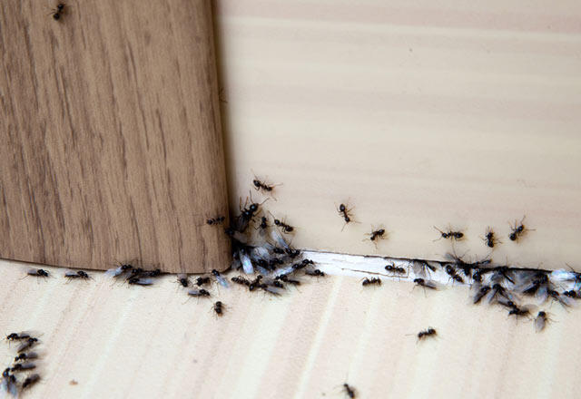 Sipelgatõrjemeetodid