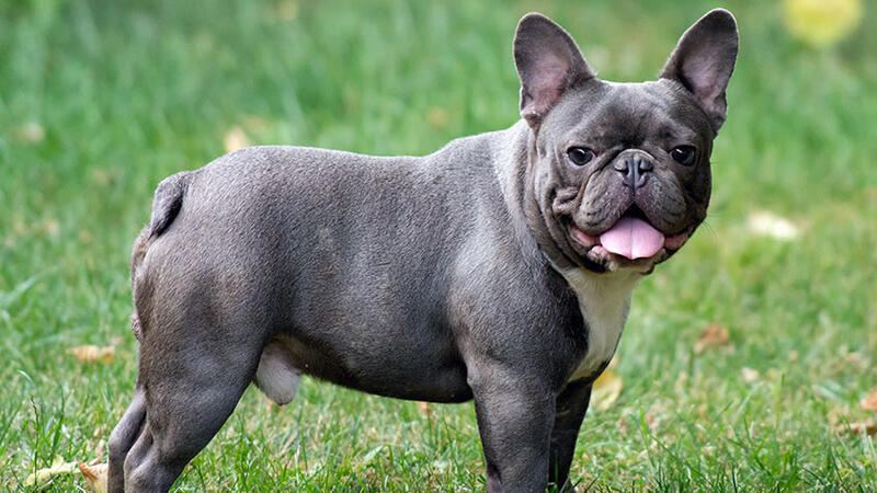 Hvad er træk ved den franske bulldoghund? Information om hvalpen French Bulldog racen