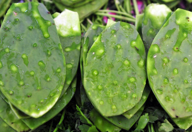 Helsemessige fordeler av kaktus