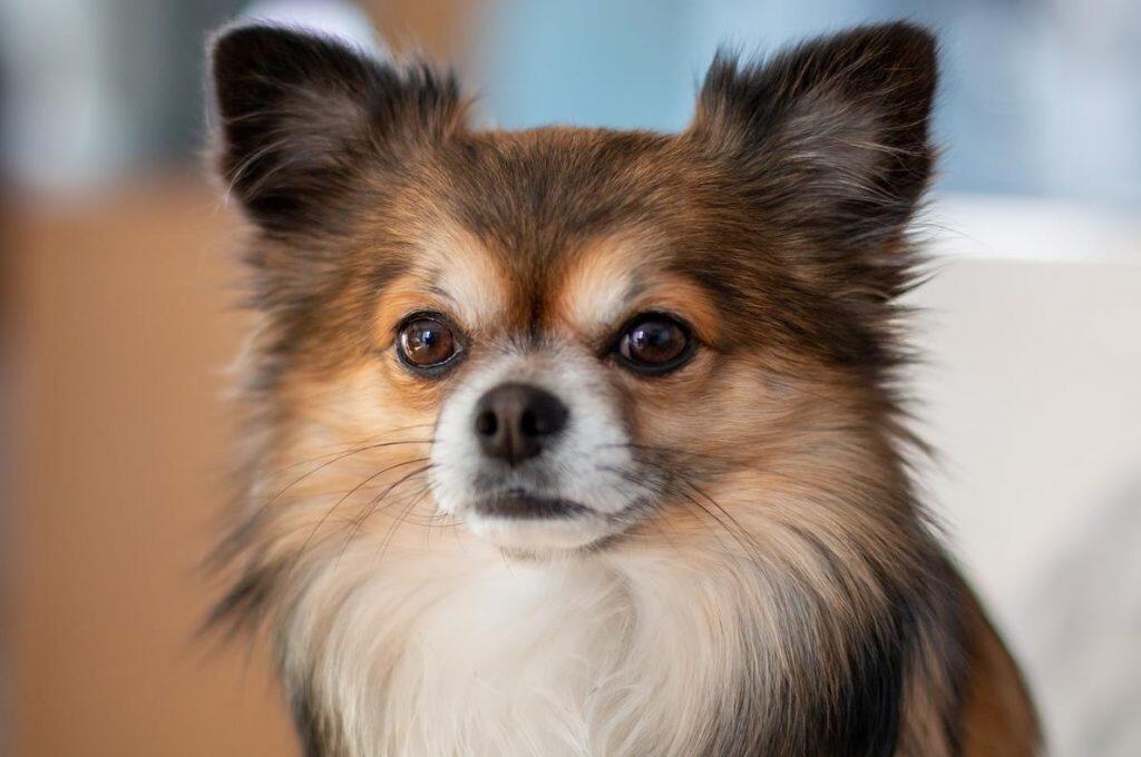 Aké sú vlastnosti psa Chihuahua? Informácie o plemene šteniatka Chihuahua