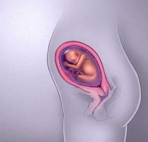 24. Schwangerschaftswoche