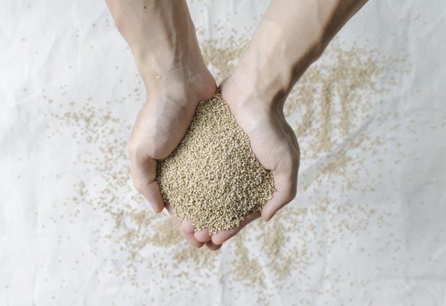 Mitä kvinoan viljely on, miten kvinoan viljely tapahtuu?
