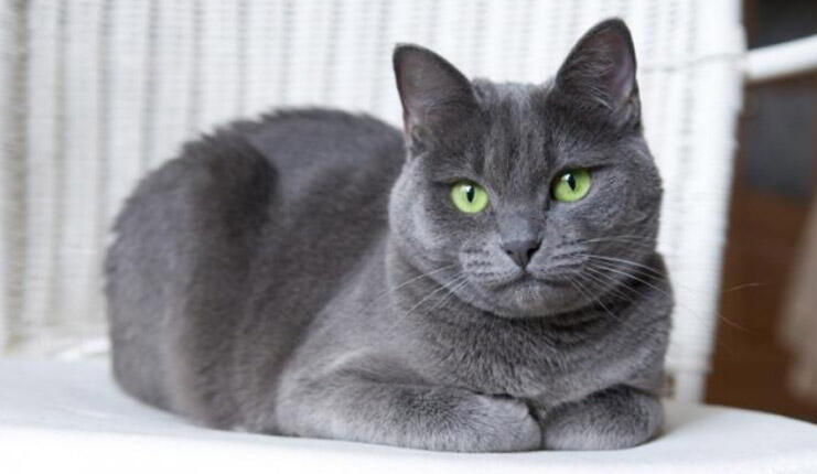 Care sunt caracteristicile pisicii albastre rusești? Cum să îngrijești un pisoi albastru rus?