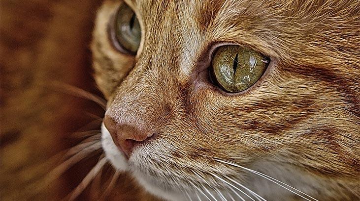 Hvad er Tabby Cat-egenskaberne? Hvordan plejer man en kattekilling?