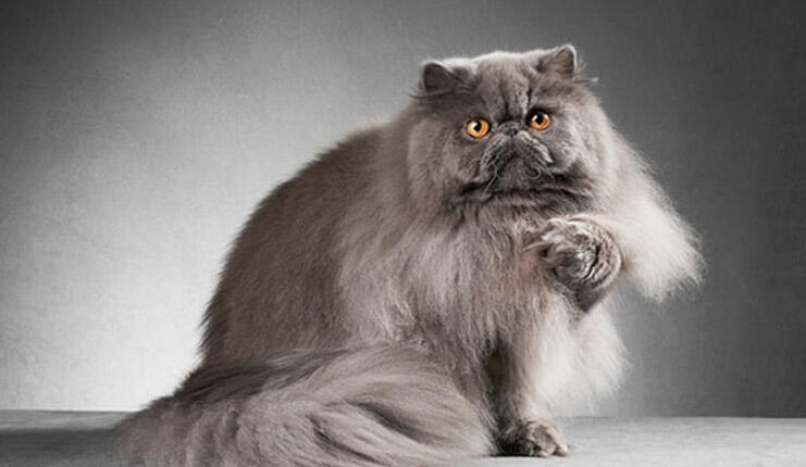 Care sunt caracteristicile pisicii persane? Cum să îngrijești un pui de pisică persană (persană)?