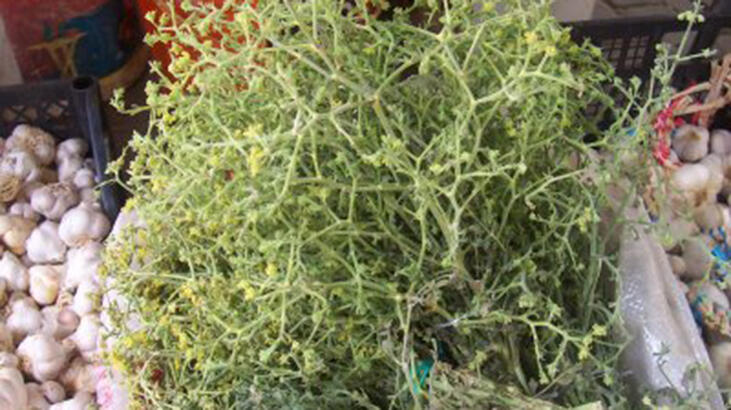 Hvad er fordelene ved Tarhana Grass? Hvor bruges bukkehornplanten?