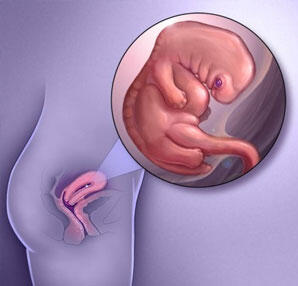 7. Schwangerschaftswoche