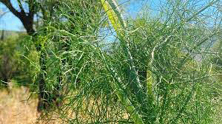 Millised on Tangle Grassi eelised? Kus kasutatakse Tangle Grass Plant?