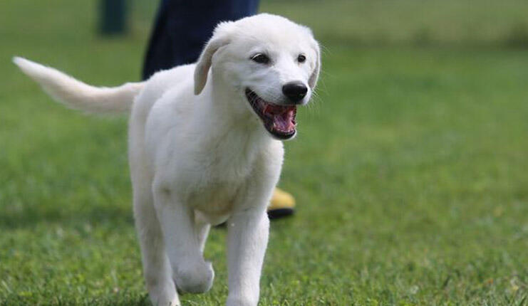 Hvad er kendetegnene ved Akbash-hunden? Information om hvalpen Akbash Shepherd Dog race