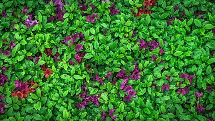 Azalea-blomst: Hvad er dens betydning, funktioner og fordele? Hvordan plejer man?