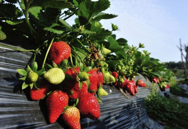 Wie werden Erdbeeren angebaut?