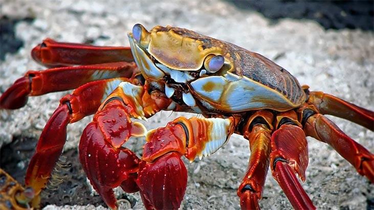 Hvad vil det sige at se en krabbe i formue? Hvad betyder det, når en krabbeform vises i Coffee Fortune?