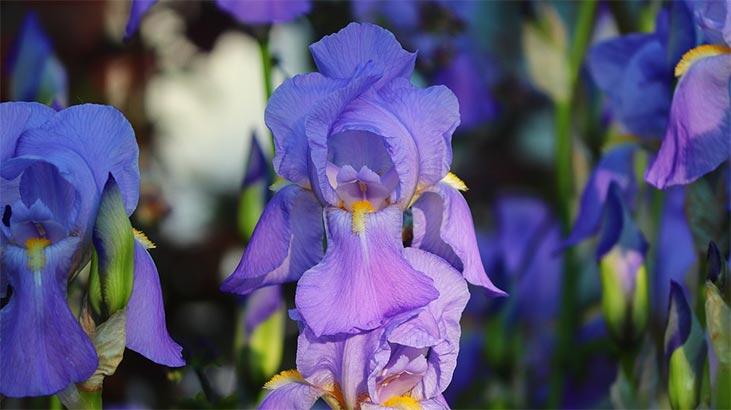 Cvijet irisa: koje je njegovo značenje, značajke i prednosti? Kako se brinuti?