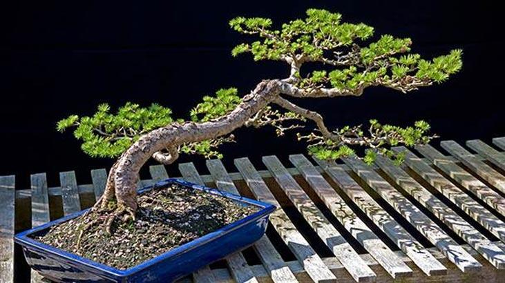 Care sunt caracteristicile arborelui bonsai? Cum să crești un copac bonsai?