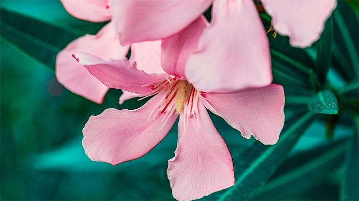 Cum este crescută planta Oleander, cum se reproduce? Care sunt beneficiile și caracteristicile sale?