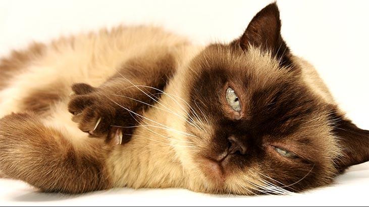 Was sind die Eigenschaften von Britisch Kurzhaar? Wie pflege ich eine britische Blue Point-Katze mit Kätzchen?