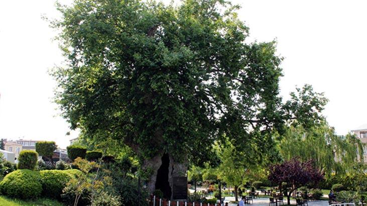 Hva er kjennetegnene til Sycamore Tree, hvordan dyrkes det?