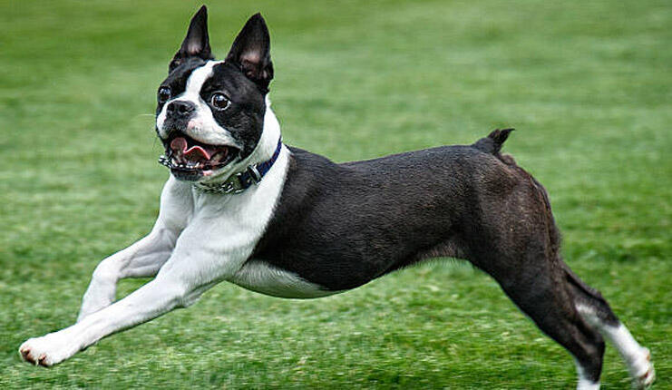 Care sunt trăsăturile câinelui Boston Terrier? Informații despre rasa de cățel Boston Terrier