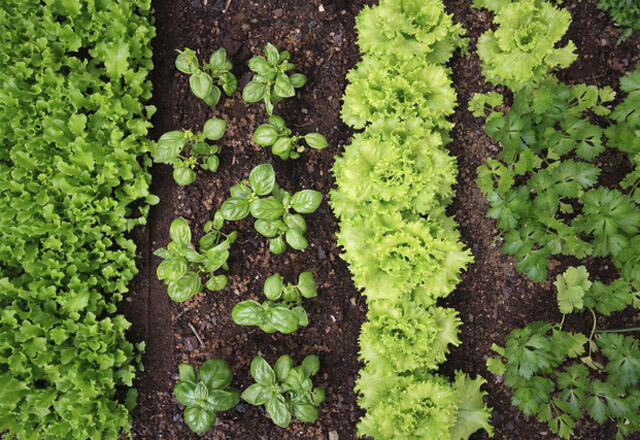 Kasvata talvivihanneksia puutarhassasi