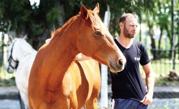 „Beleegyezéssel” párosított lovak