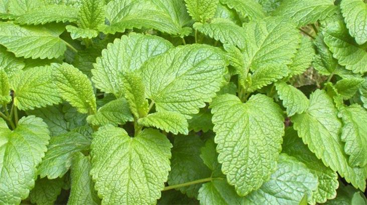 ¿Cuáles son los beneficios de Son Herb? ¿Dónde se utiliza la planta Songrass?