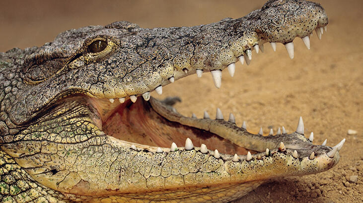 Hvad vil det sige at se en krokodille i formue? Hvad betyder krokodilleform i Coffee Fortune?