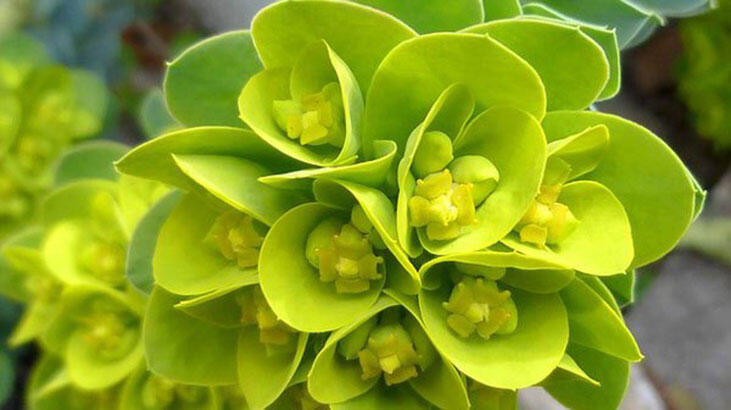 Care sunt beneficiile plantei Euphorbia? Unde se folosește Euphorbia?