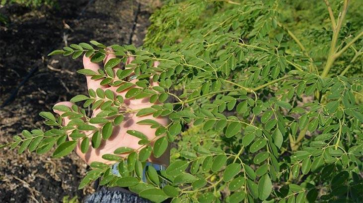 Hvordan dyrkes Moringa-planten, hvordan reproduceres den? Hvad er dens fordele og funktioner?