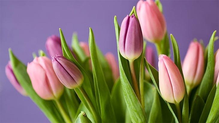 Que signifie voir des tulipes dans la divination ? Qu'est-ce que cela signifie lorsque la forme de tulipe apparaît dans la prédiction de la bonne aventure du café ?