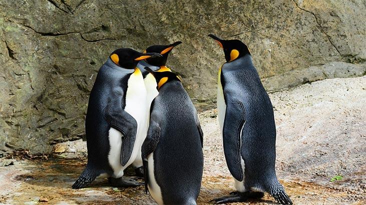 Hvad vil det sige at se en pingvin i Falda? Hvad betyder pingvinformen i Coffee Fortune?