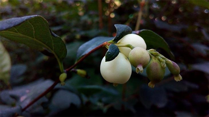 Fleur de perle : quelle est sa signification, ses propriétés et ses bienfaits ? Comment prendre soin ?